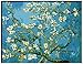 Produktbild Dorara DIY Ölgemälde für Erwachsene Kinder malen nach Zahl Kit Digital Ölgemälde Zweige mit Mandelblüte - von Vincent van Gogh 16x20 Zoll