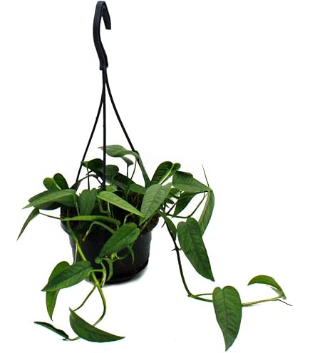 Epipremnum pinnatum "Cebu Blue" - blaugrne Efeutute - 12cm Topf :  Amazon.de: Garten
