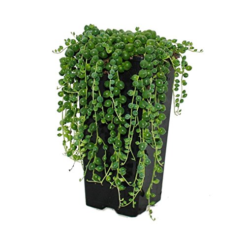 Erbse am Band - Senecio rowleyanus