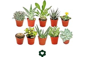 Exotenherz 10 verschiedene Sukkulenten 5,5cm Topf im Set