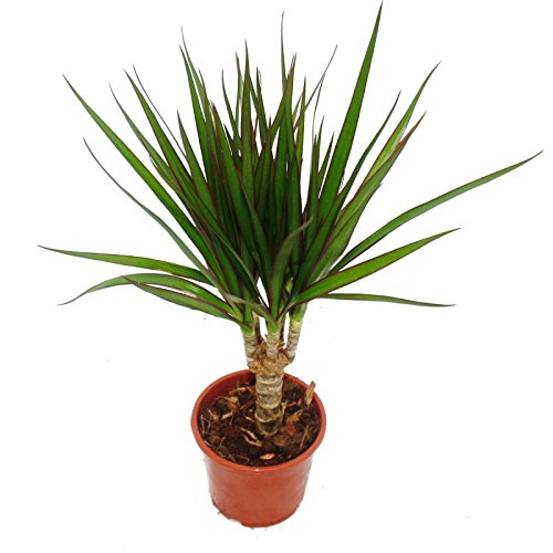 Drachenbaum – Dracaena marginata – 1 Pflanze – pflegeleichte Zimmerpflanze – Palme - 2