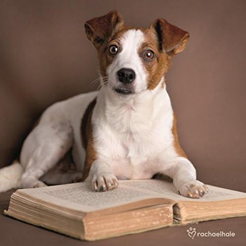 Puppy Reading Book Cute Greeting Card Blank Inside Animal Range Cards