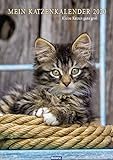 Mein Katzenkalender 2020: Kleine Katzen ganz groß by 