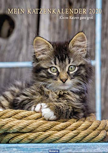 Mein Katzenkalender 2020: Kleine Katzen ganz groß