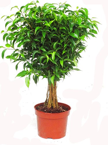 Ficus 'Babilatos' Stamm - Birkenfeige