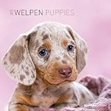 Welpen 2015 - Puppies - Broschürenkalender (30 x 60 geöffnet) - Tierkalender by
