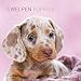 Welpen 2015 - Puppies - Broschürenkalender (30 x 60 geöffnet) - Tierkalender by