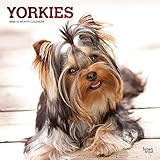 Yorkshire Terriers - Yorkshire Terrier 2020 - 16-Monatskalender mit freier DogDays-App: Original BrownTrout-Kalender [Mehrsprachig] [Kalender] (Wall-Kalender) by 
