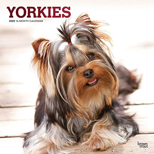 Yorkshire Terriers - Yorkshire Terrier 2020 - 16-Monatskalender mit freier DogDays-App: Original BrownTrout-Kalender [Mehrsprachig] [Kalender] (Wall-Kalender)