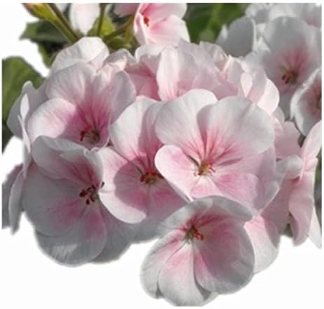 Vastravel Geranium Appleblossom Color Perennial Flower 5 Pelleted Seeds