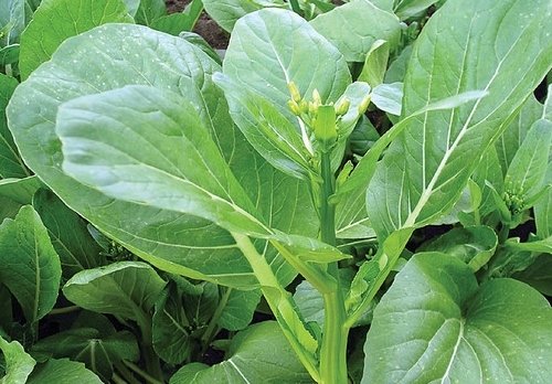 Gemüsekohl - Choy Sum, Gunsho - Chinakohl - Kohl - 100 Samen