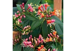 CLEMATISONLINE 2 x Foglia di caprifoglio Henryi – piante rampicanti/Lonicera) | Giallo – Verde sempreverde e duro – 2 X 1,5 litri