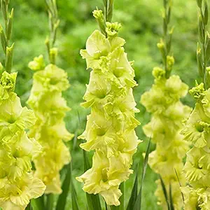FernsFly IMP. Sword lily Gladiolus | Gladiola | Gladioli Flower Bulbs Home Outdoor Flowering Gardening Bulbs Blooming planting (Pack of 3 Green Star Gladiolus)