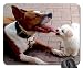 Produktbild I warned you not to call me Shorty! Mouse Pad, Mousepad (Dogs Mouse Pad)