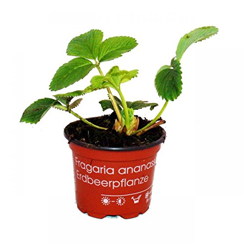 Weisse Ananas-Erdbeere – Set mit 3 Pflanzen – Fragaria – Ausgefallene Sorte für Liebhaber des besonderen - 3