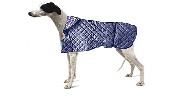 whippet clothes