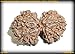 Produktbild siddhratan Gauri Shankar Rudraksha/gouri Shankar Rudraksh/Shiv (TM Shakti Rudraksha
