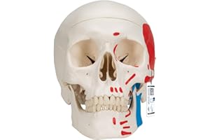 3B Scientific A23 Anatomia człowieka - Klasyczny model ludzkiej czaszki z połączeniami magnetycznymi, kolorowy, 3-częściowy + bezpłatne oprogramowanie anatomiczne - 3B Smart Anatomy (może nie być dostępne w języku polskim), 3-częściowy malowany model czaszki