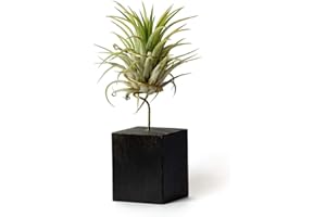 PLANDAIRE Tillandsia Ionantha Rubra Indoor Plants for Office Decoration Easy Care Black