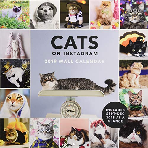 2019 Wall Calendar: Cats on Instagram