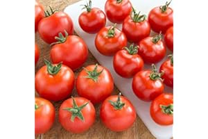 ACQUA TOWER GROWING SYSTEMS Tomato Plants - 'Gardener's Delight' - 12 x Plug Plant Pack - Garden Plants - Outdoor Plants - Tomato Plants Ready to Plant - Garden Ready - Ready to Plant - Premium Quality Plants