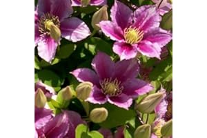3 x Clematide Piilu - Acquista 3 / Paga 2 (per Muri e Recinzioni, Pergola, Patio, Balconi e Terrazze) - 3 Vasi da 1,5 litri (Pianta Rampicante - Clematis Rosa - 3 x Pianta Adulta) | ClematisOnline