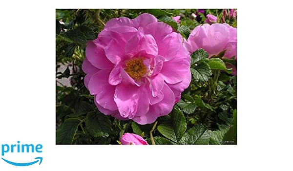 Garden Patio Shrubs Hedges Ramanas Rose Plant In 9 Cm Pot Rosa Rugosa Emotion Mtmstudioclub Com