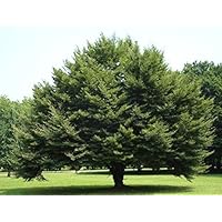 Suchergebnis auf Amazon.de für: buche baum: Garten