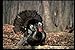 Produktbild 352010 Eastern Wild Turkey Strutting In Woods A4 Photo Poster Print 10x8