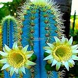 Un completamente nuevo Potseed 50pcs / Bag: Semilla Cactus Raras purifica el Evitar Que la radiación de Interior al Aire Libre en Maceta 01 WST
