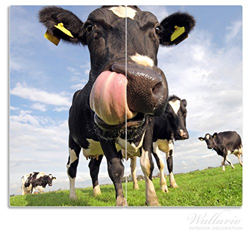 Wallario Herdabdeckplatte / Spritzschutz aus Glas, 2-teilig, 60x52cm, für Ceran- und Induktionsherde, Lustige Kuh auf der Weide mit herausgestreckter Zunge