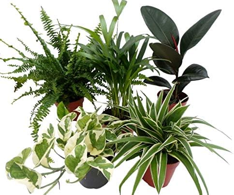 Air Purifying House Plants Collection of 5 Plants. Good for Home and Office