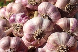 Sicilia Bedda - Aglio Rosso di Nubia SELEZIONATO - IDEALE per la Semina e per il Consumo alimentare - Vari Formati (10 Kg Aglio Rosso Selezionato)