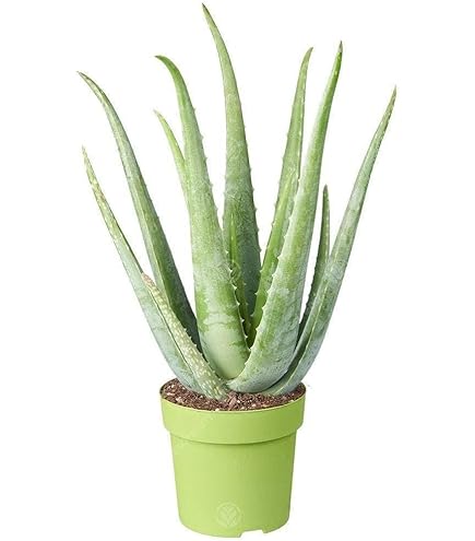 BALDUR Garten XXL Aloe Vera, 55-65 cm hoch, Pflanze im 19 cm-Topf,  extragro, luftreinigende Zimmerpflanze, Gel vielseitig verwendbar,  Grnpflanze, mehrjhrig - frostfrei halten, Aloe barbadensis : Amazon.de:  Garten