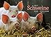 Schweine 2017 by 