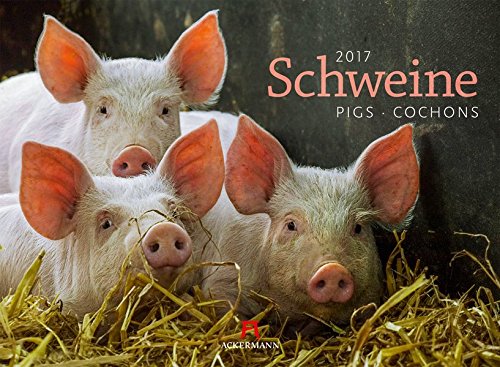 Schweine 2017
