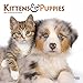 Produktbild Kittens & Puppies - Kätzchen & Hundewelpen 2019 - 18-Monatskalender (Wall-Kalender)