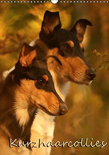 Kurzhaarcollies (Wandkalender 2015 DIN A3 hoch): Mit Kurzhaarcollies durch das Jahr! (Planer, 14 Seiten) (CALVENDO Tiere)