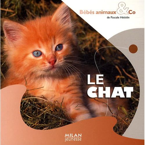 Le chat Le chat