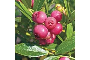 AMAZONSEEEDS 3 X MIRTILLO ROSA PINK LEMONADE VASO 1 LITRI PIANTE DUE ANNI