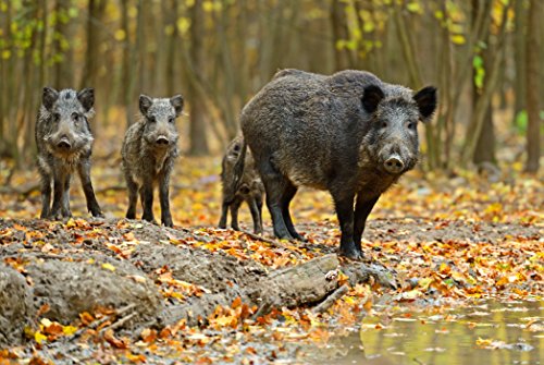 18,6 Joule EXTREM STARKES 230V Weidezaungerät mit 11,500 Volt – Auch geeignet zur Wildschweinabwehr Wildabwehr Wildzaun - 4