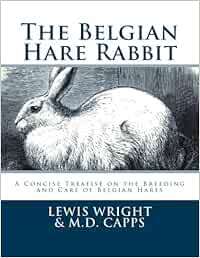 belgian hare price