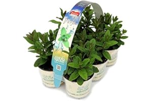 AMORI E AROMI N.12 vasi di Menta mista