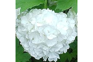 ARBORIX, PLUS VERT-MOINS CHER Viburnum Opulus 'Roseum'- Viorne obier; Boule de neige 'Roseum' 40-60 cm en conteneur