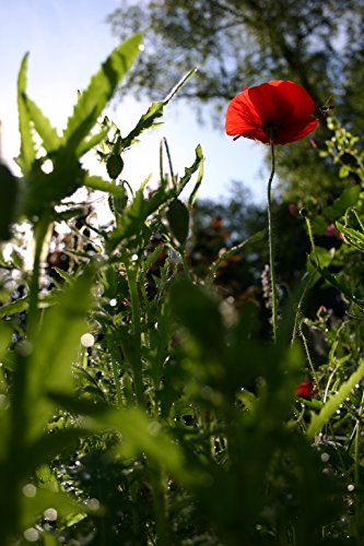 Seedballs Mohnlandschaft 6er - 3