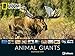National Geographic Animal Giants 2019 - Tierkalender, Wandkalender, Posterkalender, Naturkalender 2019 - 64 x 48 cm by 