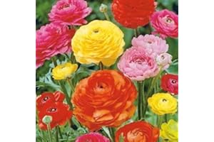 JUB 10 bulbes mix renoncules