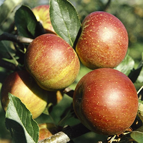 Apfel Cox Orange, Busch, 1 Pflanze - 2