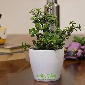 Leafy Tales Jade Good Live Plant with Plastic Pot (White, 1 Piece)