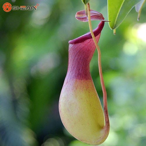 Nepenthes Seeds Flower and Herbs Carnivorous Plants Purify the Air Catch Insect 50 Seeds (Item No: 8)
